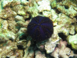 52  Collector Urchin IMG 2783